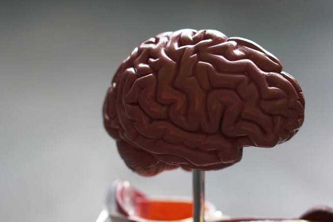 Novo estudo aponta tamanho do cérebro como responsável por Parkinson, TDAH e outros distúrbios