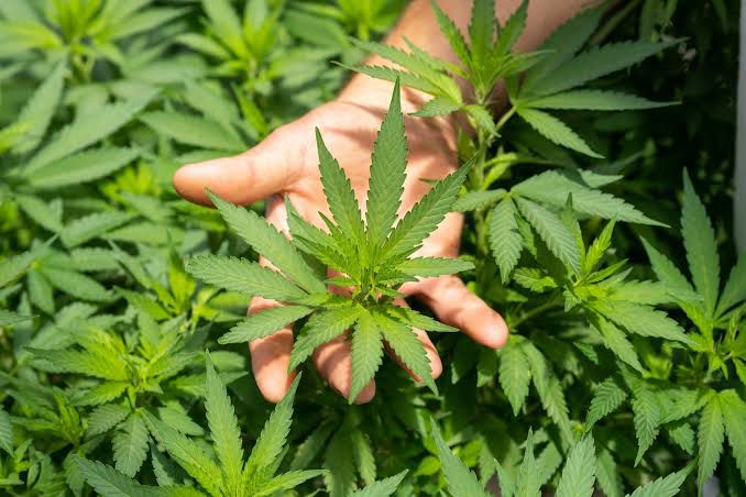 Uso frequente de maconha altera DNA, aponta estudo