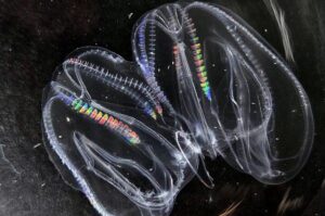 Em acidente laboratorial animais marinhos se fundem em um só