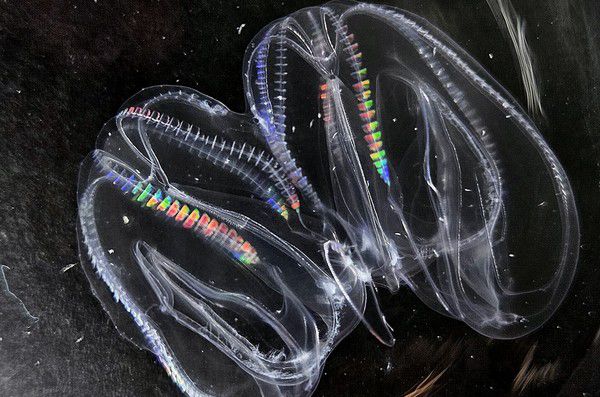 Em acidente laboratorial animais marinhos se fundem em um só