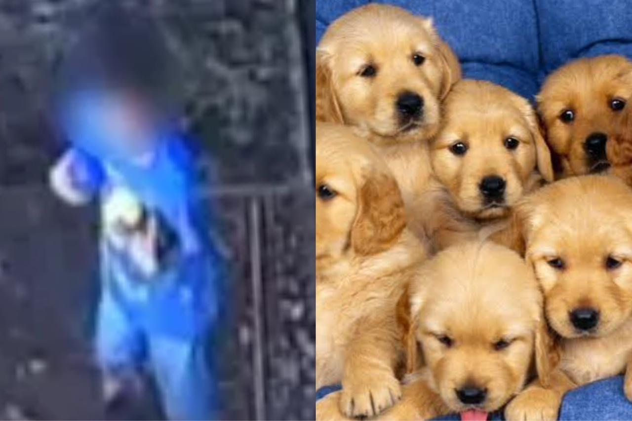 Adolescente queima 5 cachorros em fornalha, filma animais gritando e divulga vídeo