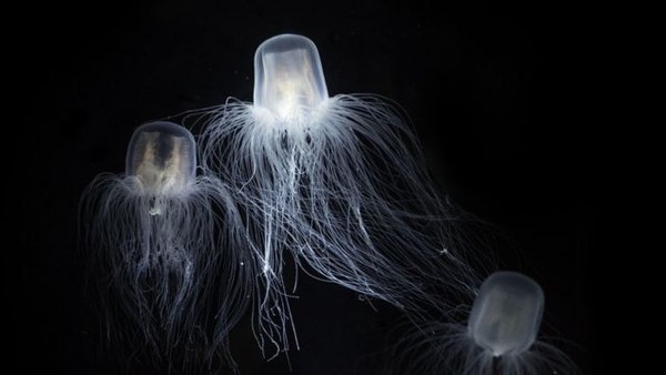 Conheça três animais ‘imortais’ que intrigam cientistas e podem nos ajudar a alcançar o rejuvenescimento