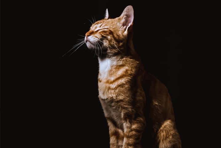 Deuses egípcios: conheça a origem da raça felina antes de ser parte da família