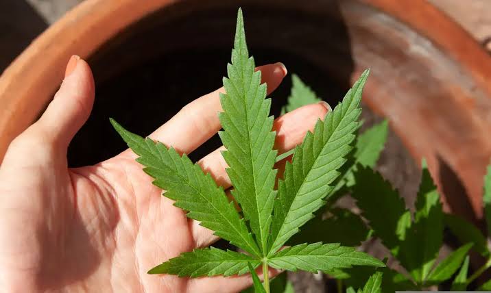 Fumar maconha nesta quantidade pode alterar seu DNA; Saiba o que diz estudo