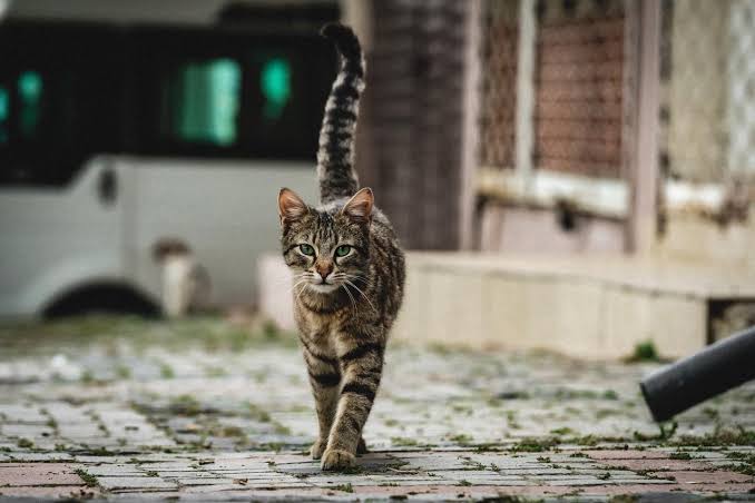 Gatos tem GPS? Saiba o que a ciência diz sobre a impecável localização felina