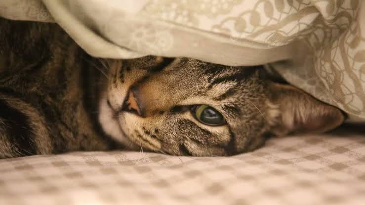Ter gatos pode dobrar as chances de desenvolver esquizofrenia? Entenda