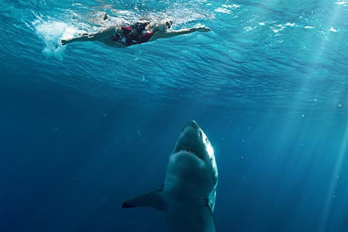 Como evitar ataques de tubarões a surfistas? Estudo descobriu