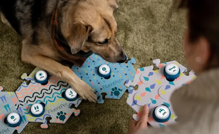 Cães aprendem a conversar por botões sonoros e chocam cientistas