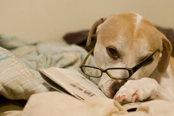 Cães imitam a personalidade dos seus donos; saiba como