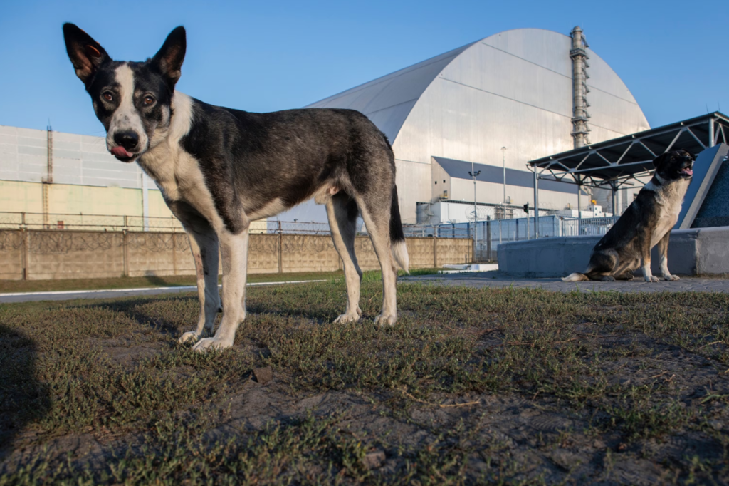 DNA de cães evolui rápido demais em Chernobyl e preocupa cientistas; entenda