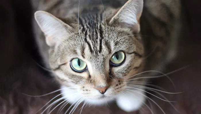 Saiba o que seu gato quer comunicar quando usa a cauda assim
