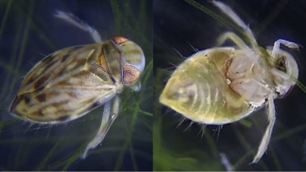 Animal mais barulhento do mundo usa seu pênis para ‘cantar’