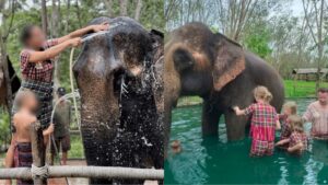 Jovem morre ao dar banho em elefante dentro de santuário