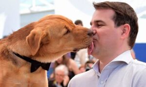 Por que os cães lambem? Saiba o significado dos beijos caninos