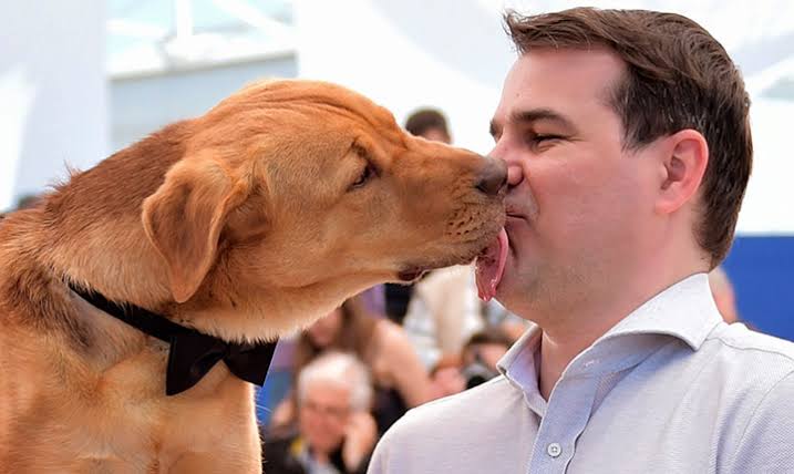 Por que os cães lambem? Saiba o significado dos beijos caninos