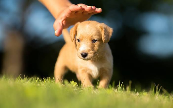 Sua frequência cardíaca pode afetar seu cão