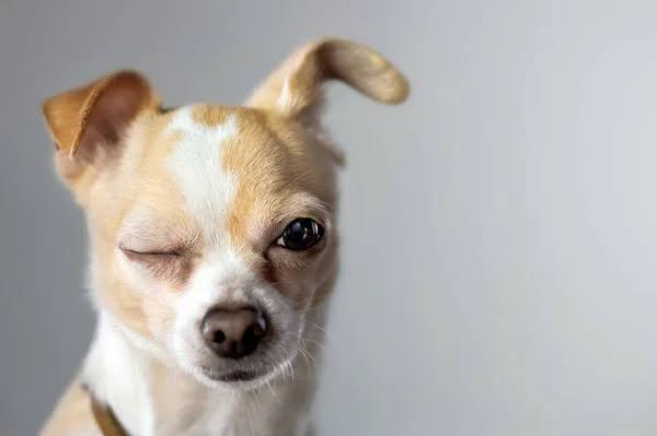 Cães respondem às piscadelas uns dos outros assim como humanos
