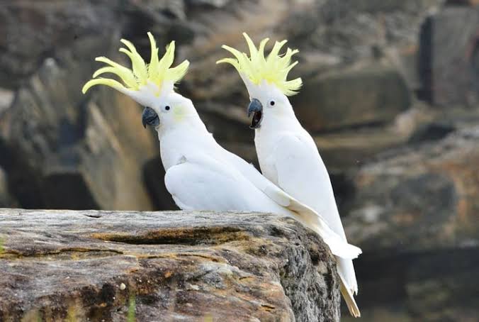 Culinária no reino animal? Aves são flagradas ajustando tempero de alimentos
