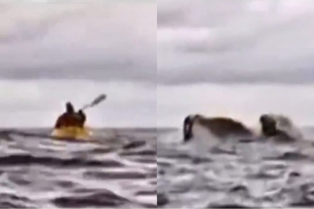 Vídeo: jovem é engolido e cuspido por baleia no Chile