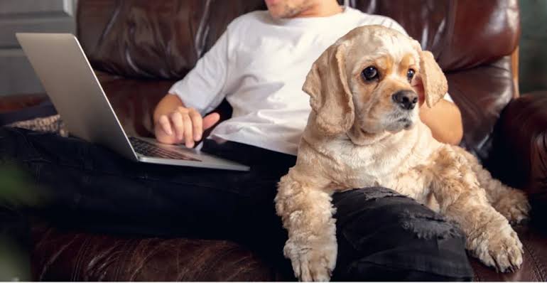 Analista processa empresa após ser mordido pelo próprio cachorro em home office