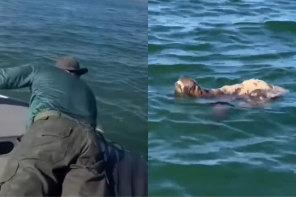 Vídeo: bicho-preguiça é encontrada à deriva em alto-mar