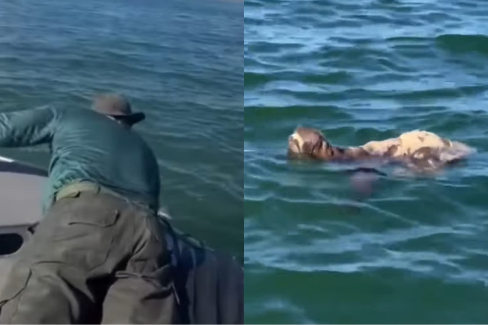Vídeo: bicho-preguiça é encontrada à deriva em alto-mar