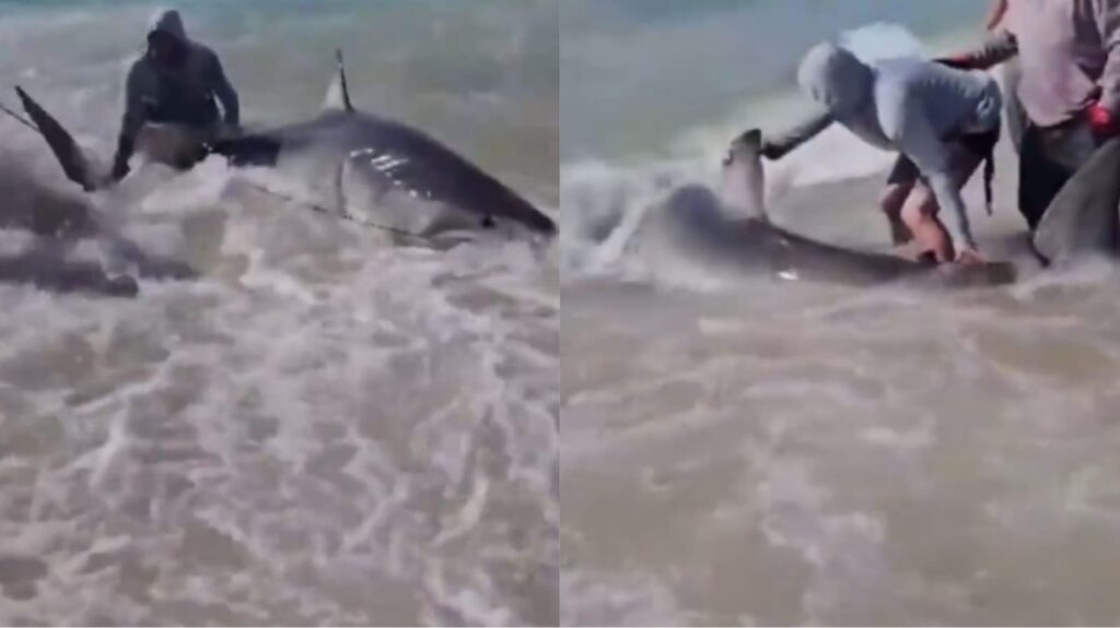 Vídeo: Pescadores lutam por 30 minutos contra tubarão-branco