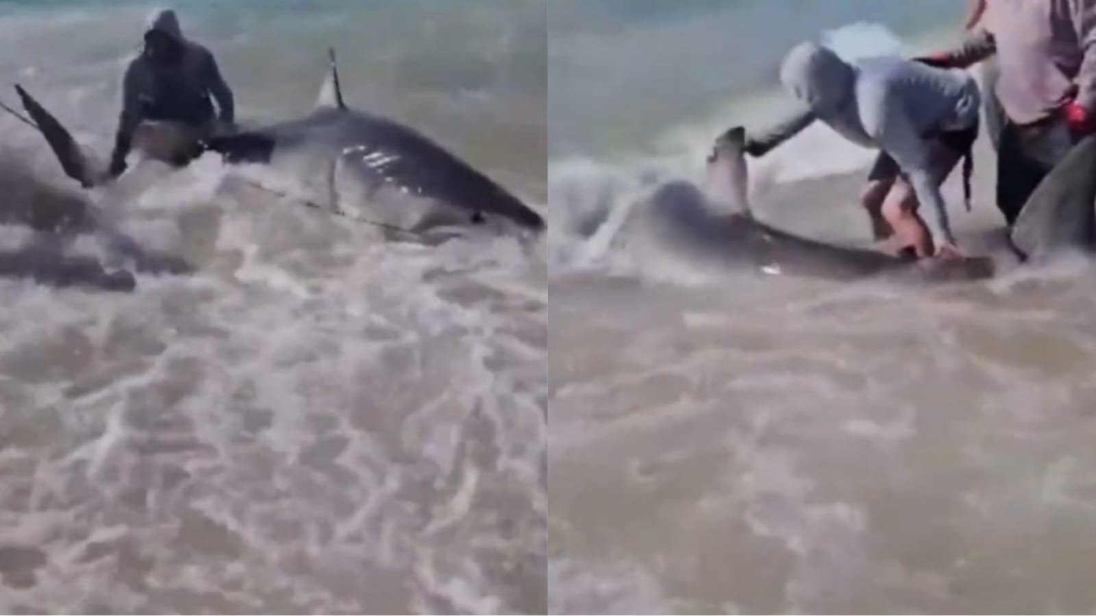 Vídeo: Pescadores lutam por 30 minutos contra tubarão-branco