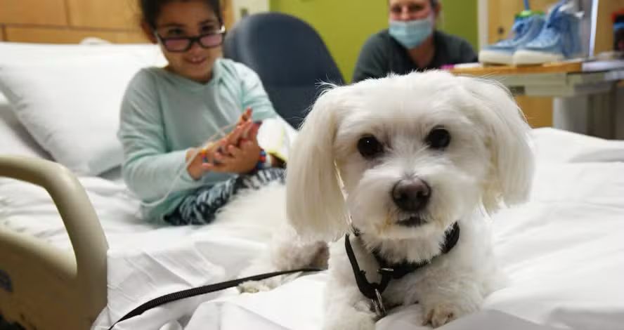 Cães de terapia diminuem ansiedade de crianças em pronto-socorro, mostra estudo