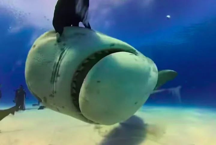 Vídeo: tubarão engole câmera e imagens viralizam