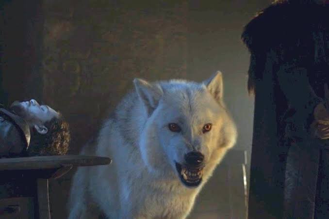 Cientistas ressussitam lobo de ‘Game of Thrones’ em laboratório