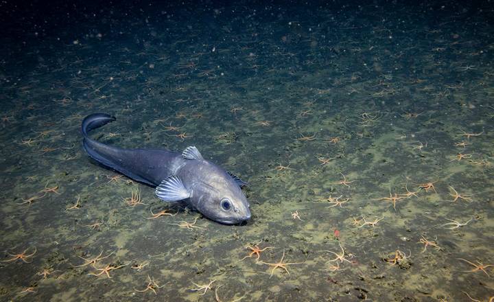 Estudo revela que humanidade só observou 0,001% do oceano
