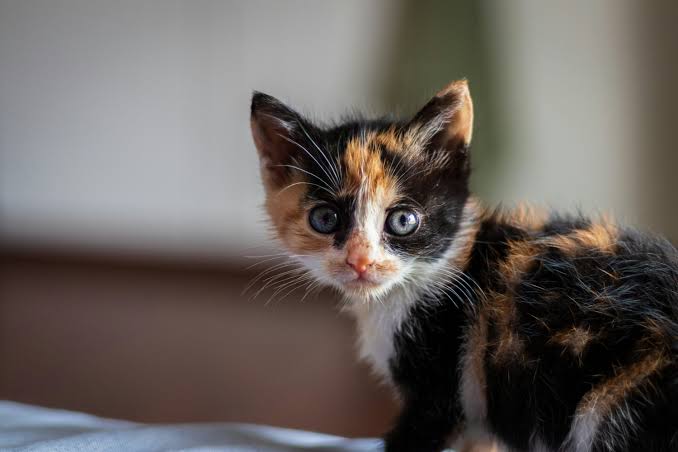 História felina: saiba porque seu gato tem manchas e listras
