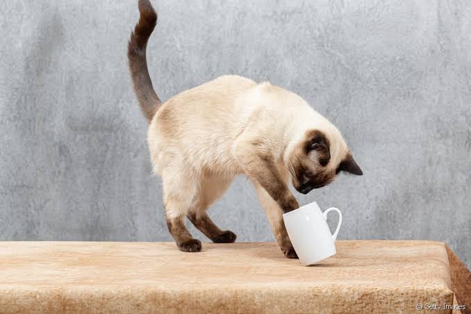 Entenda por que gatos gostam de derrubar objetos