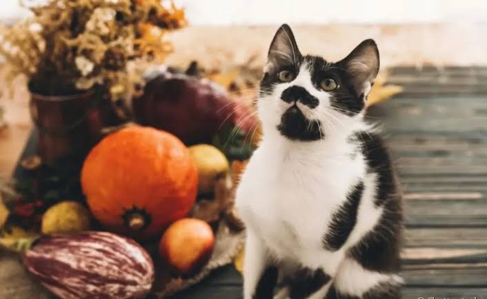 5 alimentos comuns que podem matar o seu gato
