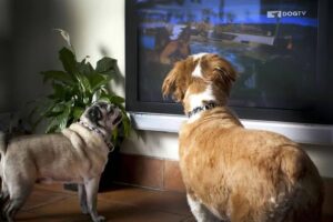 Cães tem preferência na hora de assistir TV; entenda