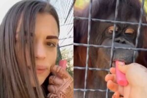 Lutadora de MMA é massacrada após divulgar vídeo dando vape para orangotango