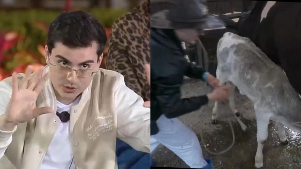 A Fazenda: Dudu Camargo é detonado após maus-tratos a bezerro